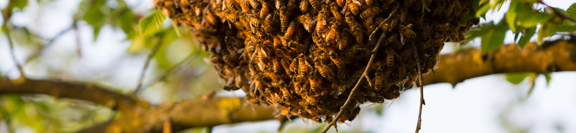 Bienen- und Wespennester