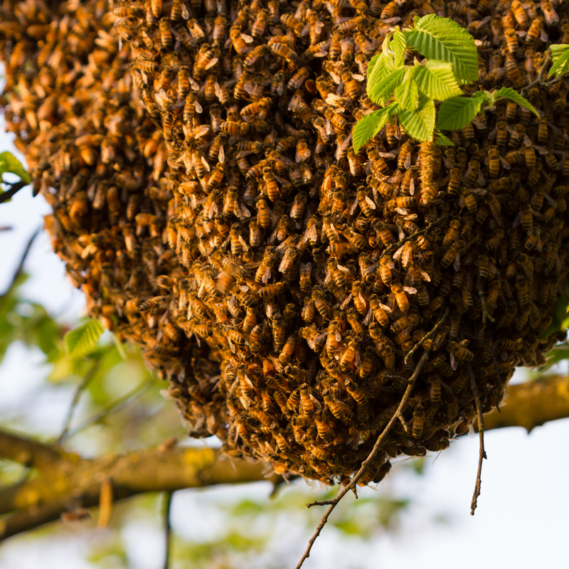 Umgang mit Bienen- und Wespennester